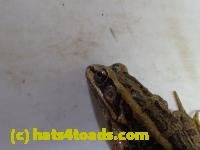 /home//u458753944/public_html/sourcegallery///////Roxborough Toad Detour/2013-2019/2017/P3070582.JPG